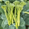 Broccoli Sprouting Tasty Stems F1 -Kingsseeds Store V8066 1