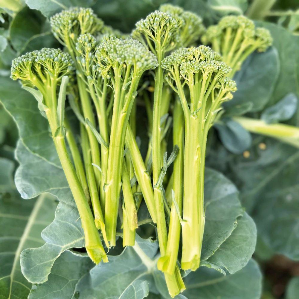 Broccoli Sprouting Tasty Stems F1 2 Broccoli Sprouting Tasty Stems F1