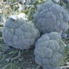 Broccoli Summer Green F1 -Kingsseeds Store V8067 1 19201ef6 4da2 4857 99e7 c30f87106b9d