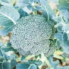 Broccoli Winter Green F1 2 Broccoli Winter Green F1 -Kingsseeds Store V8068 1 c53cdb03 d918 4f8a a8ee e7d14d651475