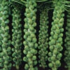 Brussels Sprouts Jade F1 -Kingsseeds Store V8069 1 e929bfd3 dd29 4635 befb 103a6e3c8a90