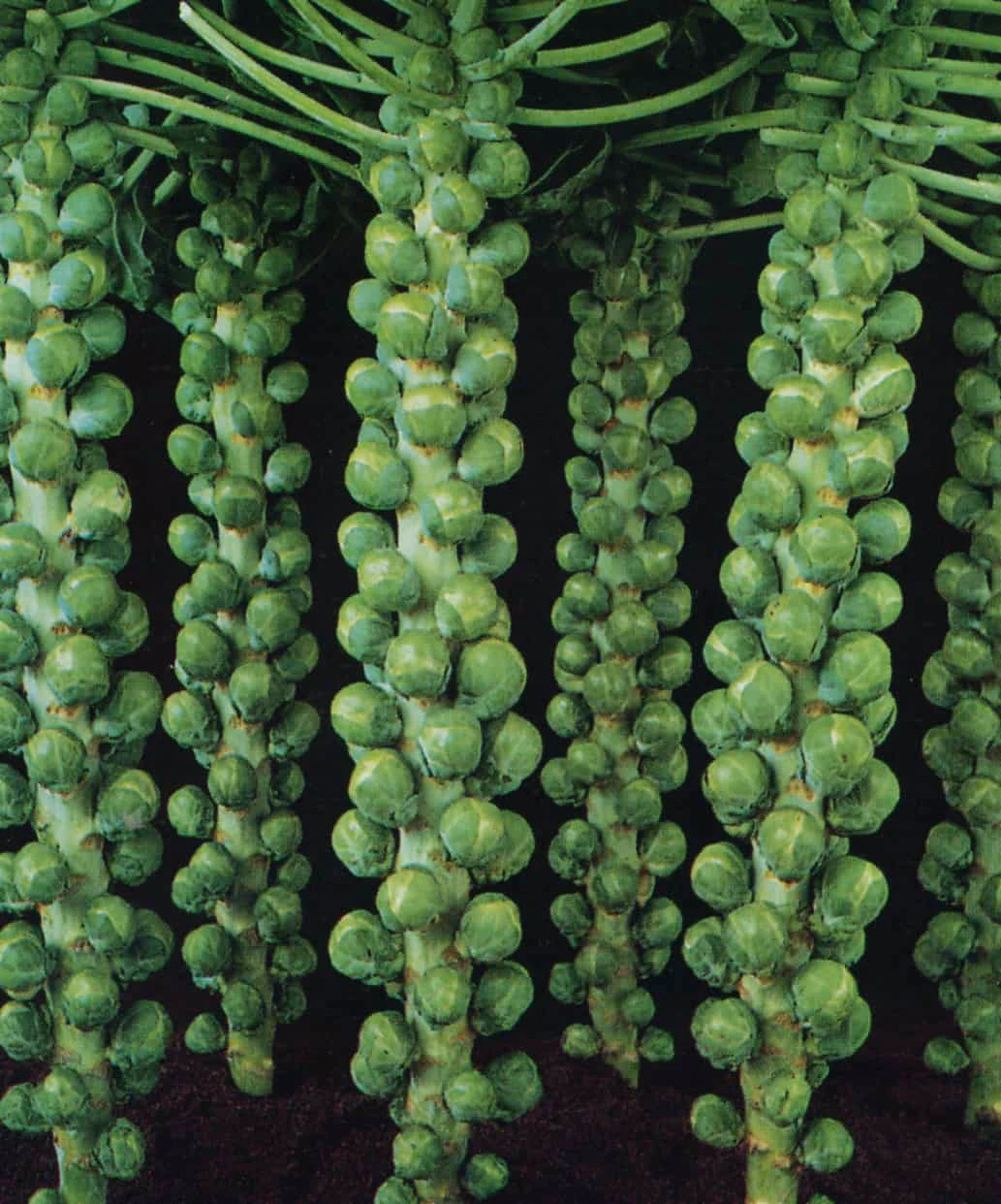 Brussels Sprouts Jade F1 3 Brussels Sprouts Jade F1