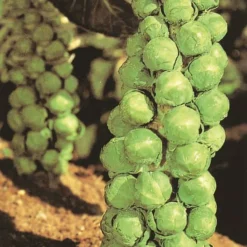 Brussels Sprouts Long Island