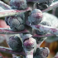 Brussels Sprouts Magenta