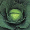 Cabbage Space Saver F1 1 Cabbage Space Saver F1 -Kingsseeds Store V8077 1 25793e7b 5ff5 4406 96e1 6914d7e80bf9