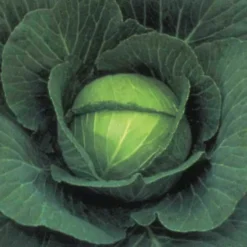 Cabbage Space Saver F1
