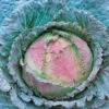 Cabbage Verona Purple Savoy -Kingsseeds Store V8078 1 260e9e5a 54ac 4840 8386 0a5709ba2ff5