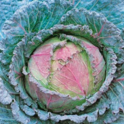 Cabbage Verona Purple Savoy