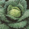 Cabbage Vertus Savoy 1 Cabbage Vertus Savoy -Kingsseeds Store V8079 1 39c8251c 82bd 4583 8050 cd1fd5454ccd