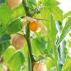 Cape Gooseberry -Kingsseeds Store V8081 1A