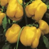 Capsicum California Wonder Golden -Kingsseeds Store V8084 1 e499c1f8 2b44 4742 9fee 10bbfc85f06c
