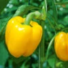 Capsicum Golden Bell F1 -Kingsseeds Store V8085 1 b8d9d697 553d 4773 8fb5 f860ac6f573e