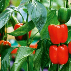 Capsicum Red Bell F1