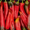 Capsicum Cornos Red 1 Capsicum Cornos Red -Kingsseeds Store V8088 1 8ca1794d efec 4962 b43e 133ac294e2e3