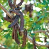 Carob Tree -Kingsseeds Store V8094 1 30f1d827 3349 40f8 a343 2b880c7f61bf