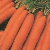 Carrot Amsterdam Sprint -Kingsseeds Store V8095 1
