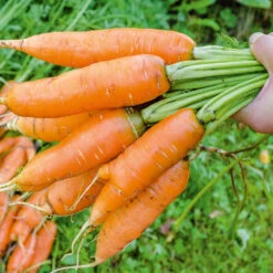 Carrot Kuroda Improved