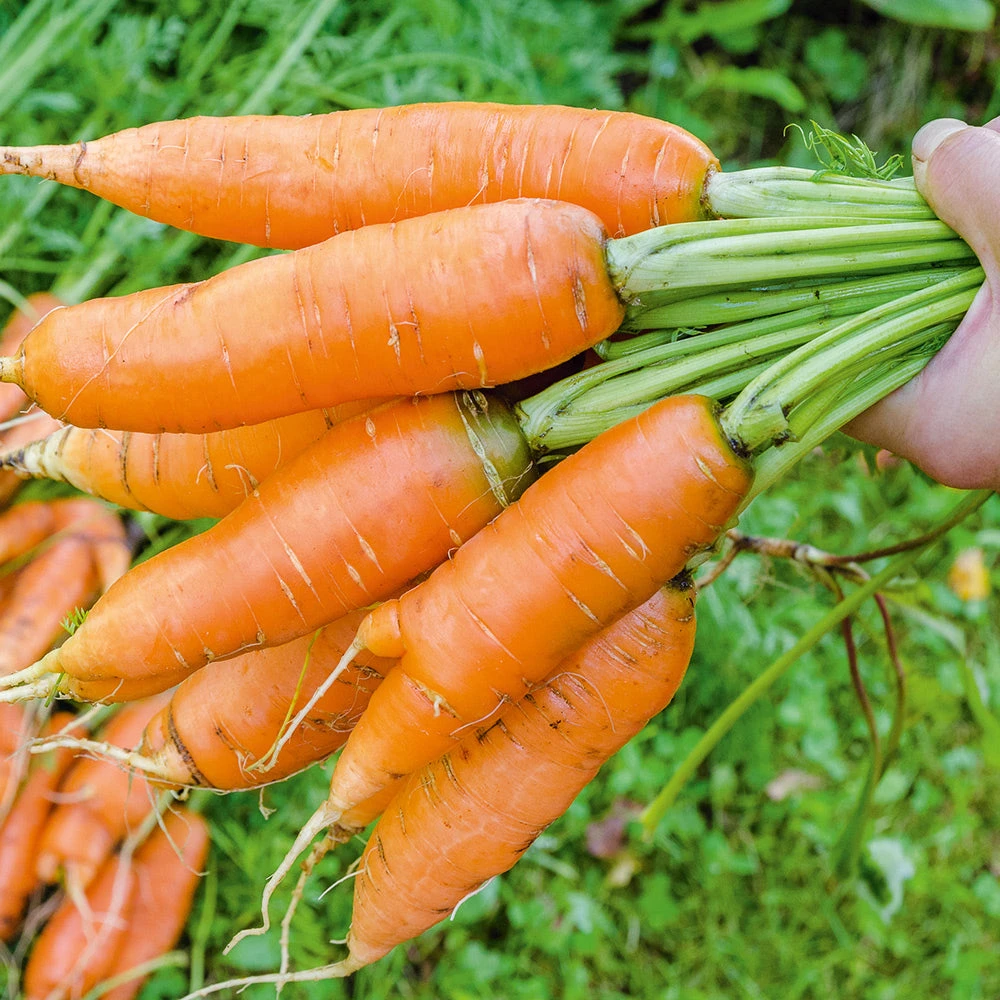 Carrot Kuroda Improved 3 Carrot Kuroda Improved