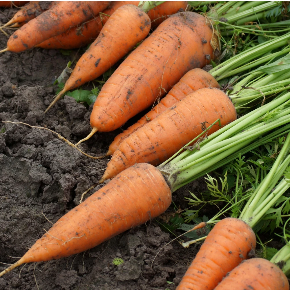 Carrot Kuroda Improved 4 Carrot Kuroda Improved - Image 2