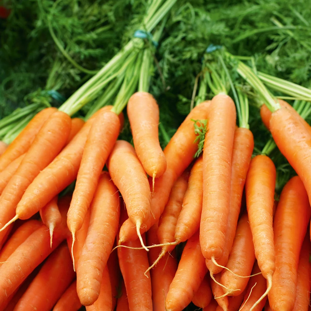 Carrot Scarlet Nantes 3 Carrot Scarlet Nantes