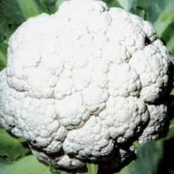Cauliflower All The Year Round