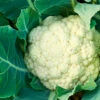 Cauliflower Giant Of Naples 1 Cauliflower Giant Of Naples -Kingsseeds Store V8104 1 206ae578 5db5 41d8 8b17 09a887b7531b