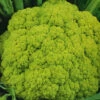 Cauliflower Green Macerata -Kingsseeds Store V8105 1 f1647c48 793a 47e3 a807 fef2b01cc9a3