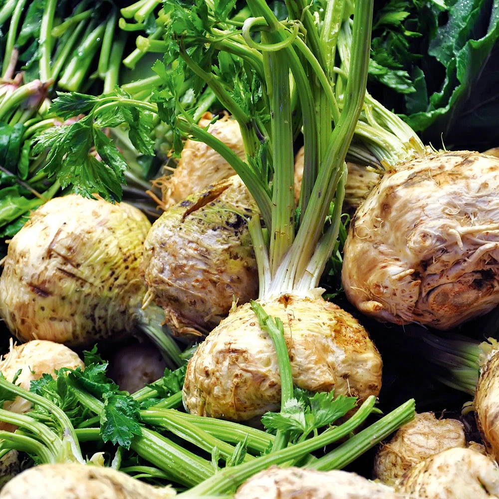 Celeriac Mars 3 Celeriac Mars