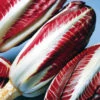 Radicchio Treviso -Kingsseeds Store V8111 1 aa322ea3 d26c 418a b1a7 9c108db1d37b