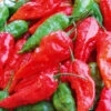Chilli Bhut Jolokia -Kingsseeds Store V8113 1 b1a32cbc 7e5b 48db 8d56 3a8ea4e22732