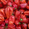 Chilli Habanero Red