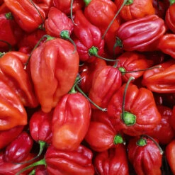 Chilli Habanero Red