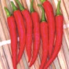 Chilli Asian Fire F1 -Kingsseeds Store V8116 1 32553d57 d16c 4e07 b401 29f82c6214d0