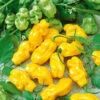 Chilli Habanero Yellow -Kingsseeds Store V8118 1 ad73adb3 b431 40ef bdd7 4aa1cb6098db