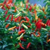 Chilli Thai Hot F1 -Kingsseeds Store V8121 1 c134a938 ec0b 4f07 8d03 bff4a85f775d