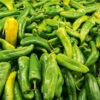 Chilli Anaheim -Kingsseeds Store V8122 1 1ca7867f 95be 46e8 8ee7 8548a7d7a905