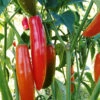 Chilli Serrano -Kingsseeds Store V8127 1 5bfdfbfa a36a 414c a7d6 a9b828baf508
