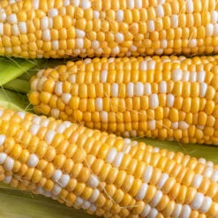 Corn Bicolour F1