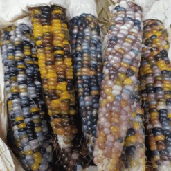 Corn Glass Gem -Kingsseeds Store V8131 2