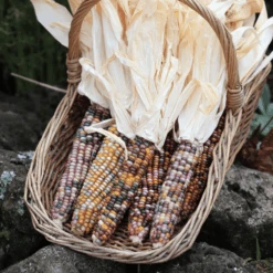 Corn Glass Gem -Kingsseeds Store V8131 3