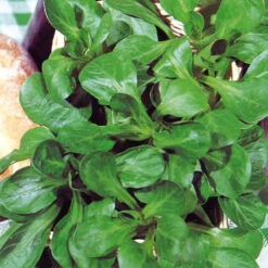 Corn Salad Verte De Cambrai