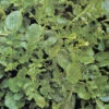 Cress American Upland 1 Cress American Upland -Kingsseeds Store V8134 1 a75b2fe0 9f88 40bd b9c5 42f141e6307b