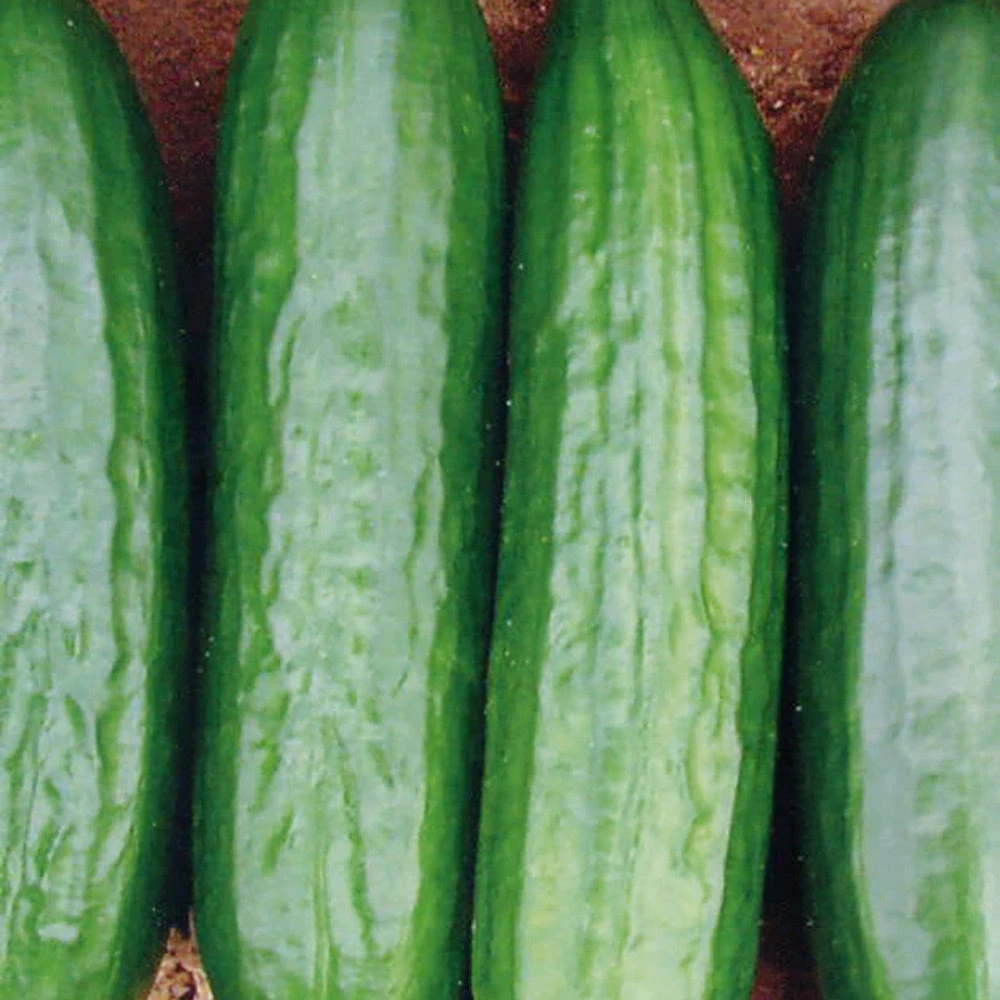 Cucumber Medici F1 3 Cucumber Medici F1