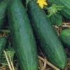Cucumber Spacemaster 1 Cucumber Spacemaster -Kingsseeds Store V8145 1 d2f2b7f7 d8e3 481b af8c 2da9ea358a82