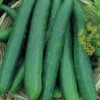 Cucumber Tasty Queen F1 -Kingsseeds Store V8146 1 6f4f7d05 2311 4a0f 82c6 963b8532d0e3