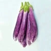 Eggplant Fiancee F1 2 Eggplant Fiancee F1 -Kingsseeds Store V8148 1 9d6b4e3e f437 45bf b6e4 021a50217bef