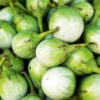 Eggplant Thai Green Egg F1 -Kingsseeds Store V8151 1 5ec293e1 6e5c 4fa9 a538 f80fff9c86bc