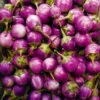 Eggplant Thai Purple F1 -Kingsseeds Store V8152 1 1192e366 1a29 48fe a812 1080528c500d