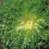 Endive Ruffec Green Curled 1 Endive Ruffec Green Curled -Kingsseeds Store V8154 1 fb225a73 1f33 4338 9268 8971fe2471f0