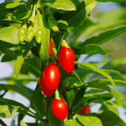 Goji Berry